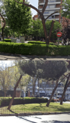 marianodecavia.png