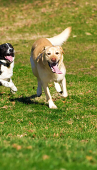 Cani-giocano-900x619.jpg
