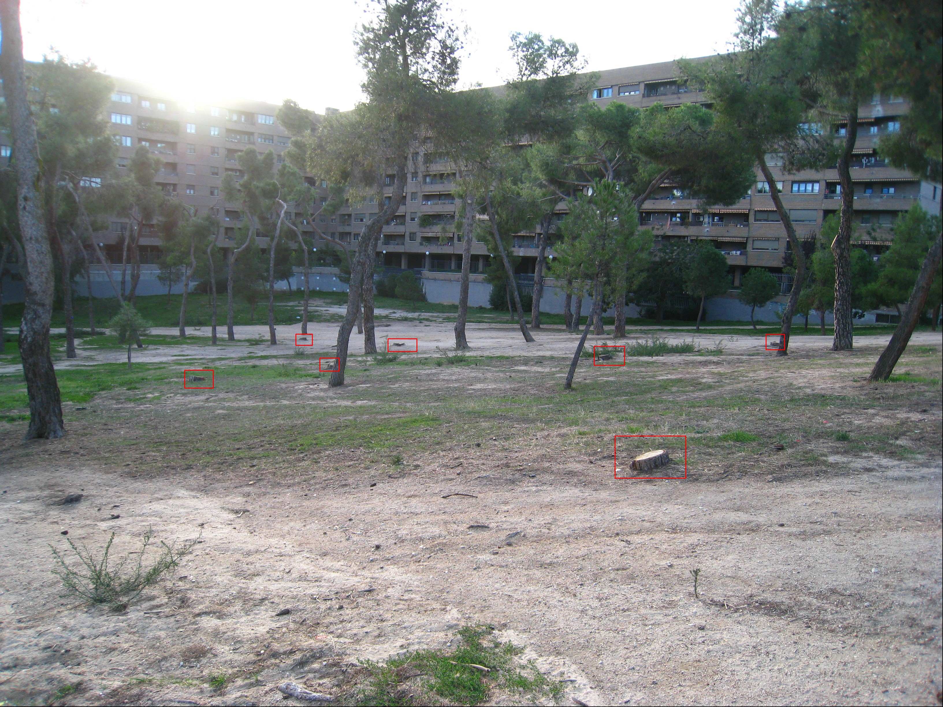 Un ejemplo de algunos ejemplares talados