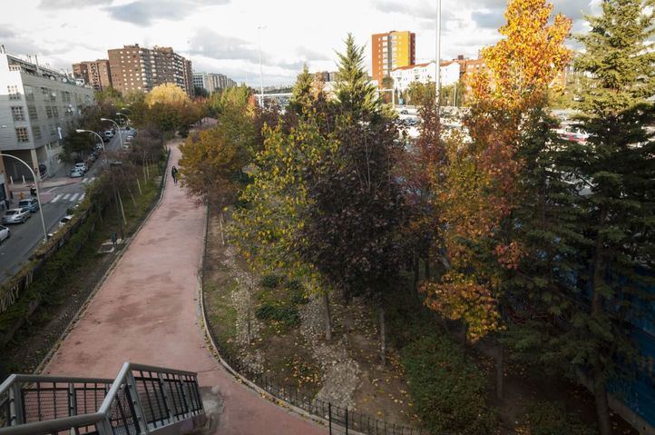 Árboles ahora inexistentes al ser talados en el Parque Martin Luther King 