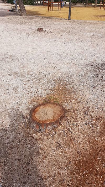 árboles talados en Parque de las Avenidas