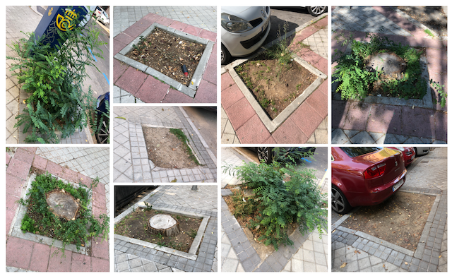 Aceras sin reponer arbolado