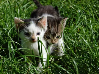 Gatitos césped