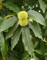 CASTANEA SATIVA