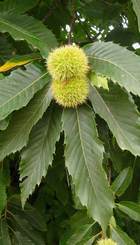 CASTANEA SATIVA
