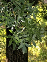 Fraxinus_angustifolia_angustifolia.10.jpg