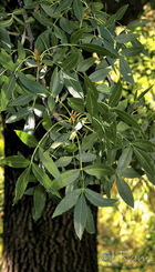 Fraxinus_angustifolia_angustifolia.10.jpg