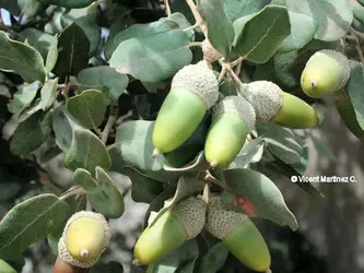 Quercus_ilex.jpg