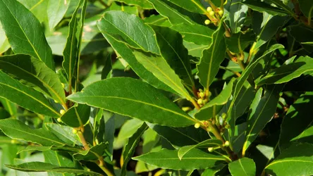 laurel-1280x720x80xX.jpg