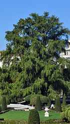 Ahuehuete_retiro.jpg