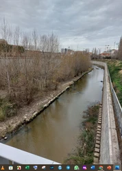 Hay arboles que ni en el Retiro...