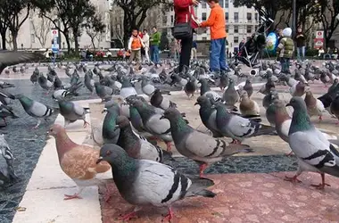 Plaga de palomas en ciudad