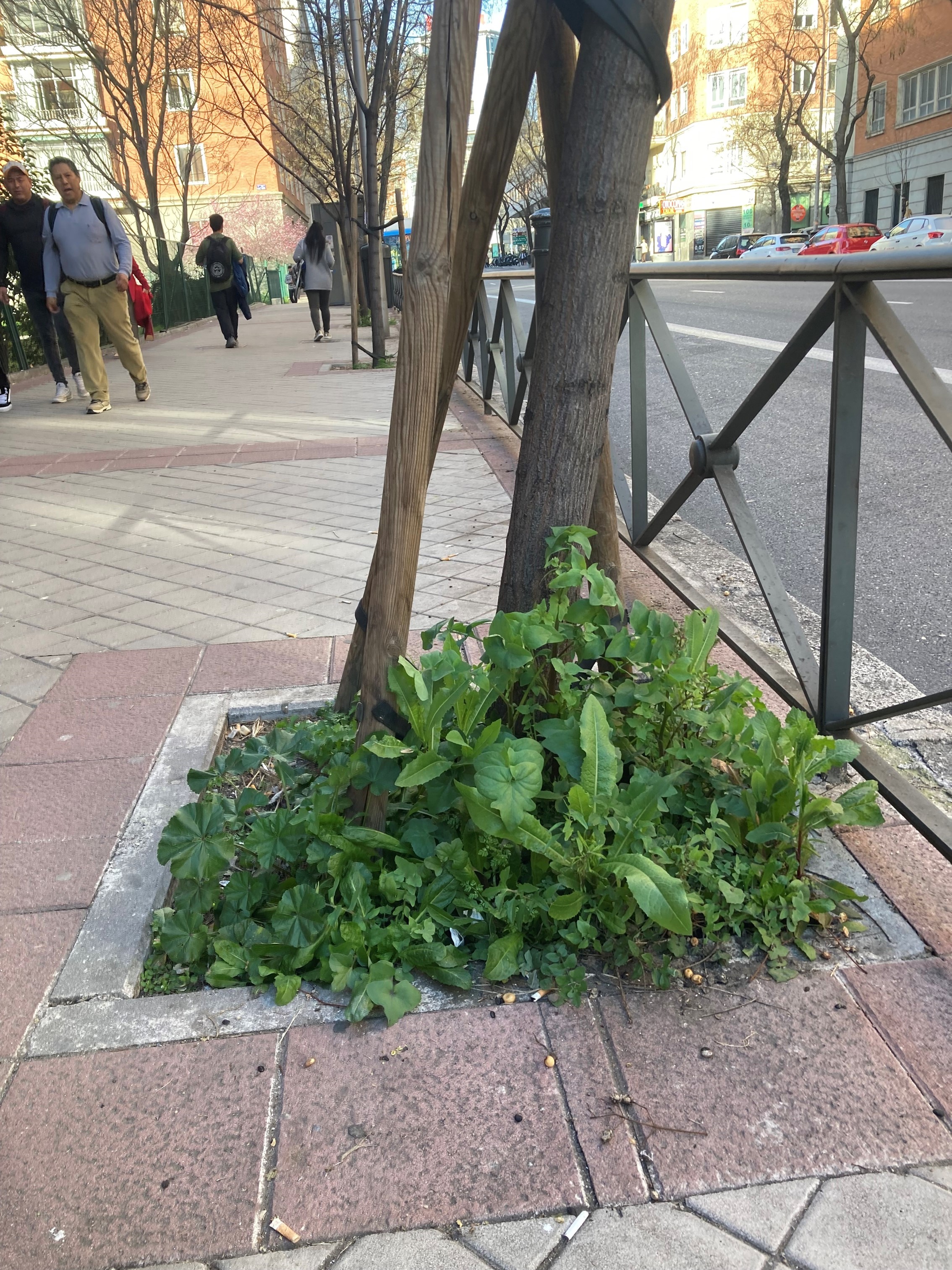 Alcorque de Madrid con plantas silvestres