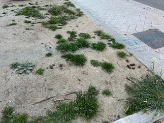 Antiguo jardín, que tenía un rosal perfectamente adaptado a la zona y que tras un cambio absolutamente inexplicable y un gasto absolutamente desproporcionado se ha convertido en un erial lleno de cacas de perro