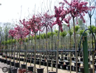 vivero