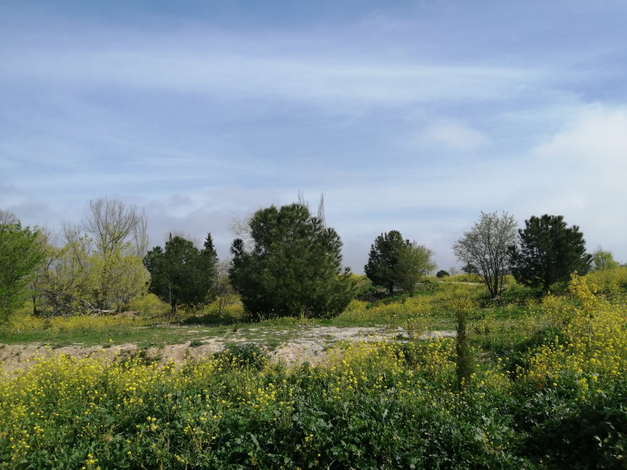 El bosque de Montecarmelo. Imagen actual de la zona a recuperar. 