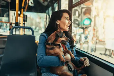 perros-transporte-publico-madrid.png