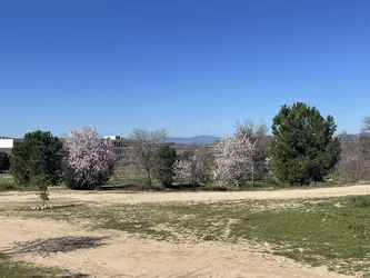 Arboles en flor, foto tomada recientemente