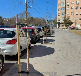 Plantación de árboles en los nuevos alcorques