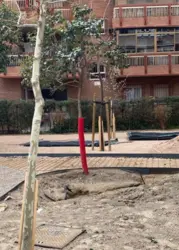 3_Foto_protección_de_árboles_y_canalización_riego.png