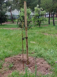 4.-Foto_plantación.jpg