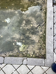 Basura y foco de infecciones en los alcorques.