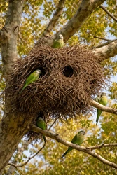 Nidos de gran extensión. 