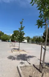 6_línea_árboles_explanada.png