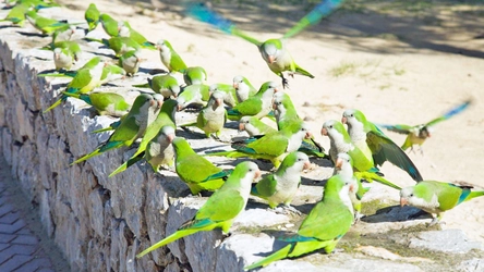 Presencia creciente de cotorras argentinas en nuestros parques.