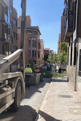 punto donde han talado el árbol